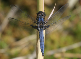 Blue Corporal